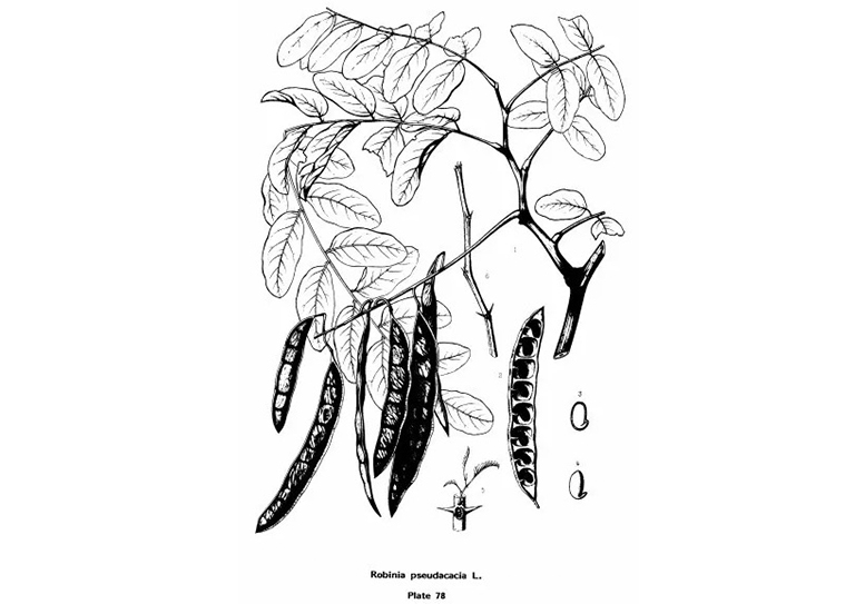 查爾斯·斯普拉格·薩金特的美國(guó)東部常見(jiàn)樹(shù)木插圖（二）