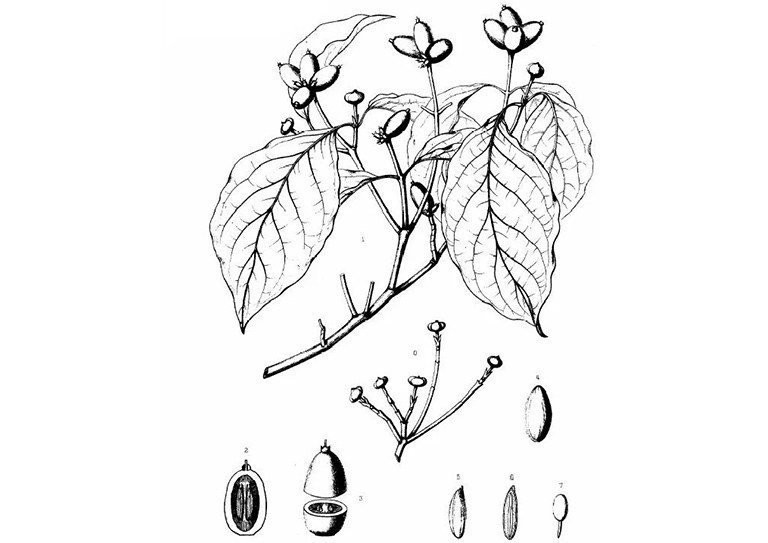 查爾斯·斯普拉格·薩金特的美國(guó)東部常見(jiàn)樹(shù)木插圖（三）