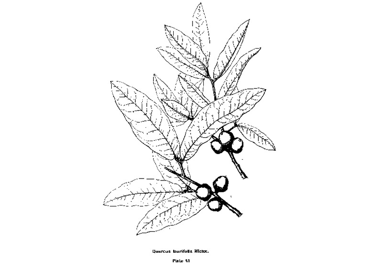 查爾斯·斯普拉格·薩金特的美國(guó)東部常見(jiàn)樹(shù)木插圖（四）