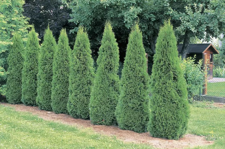使用樹作為對(duì)沖植物的技巧-樹籬為景觀設(shè)計(jì)提供了隱私和美感