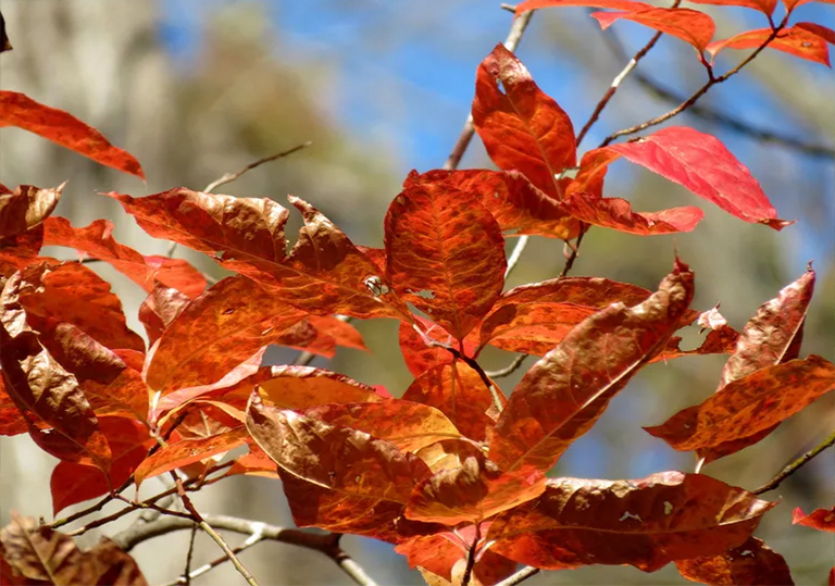 仿真樹酸模樹／Oxydendrum arboreum原生樹的基本生長情況