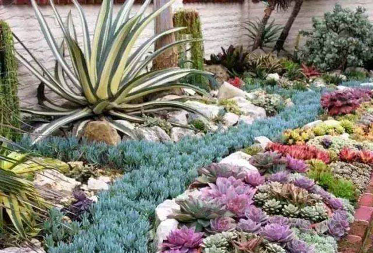 千層石景觀假山綠化搭配的18種佳植物(二）