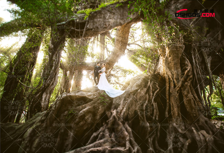 來自俄羅斯的仿真樹圖片及價格