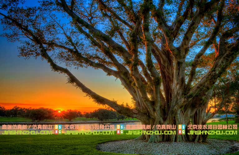 仿真榕樹是那個樣子的看看就知道