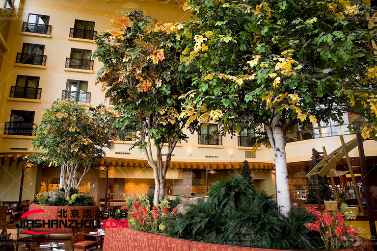 仿真樹中的貴族樹 楊樹大受歡迎的原因是什么？