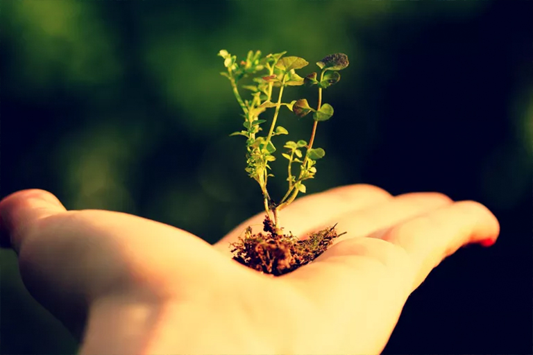 在北京廠家了解人類與植物關(guān)系的悠久歷史