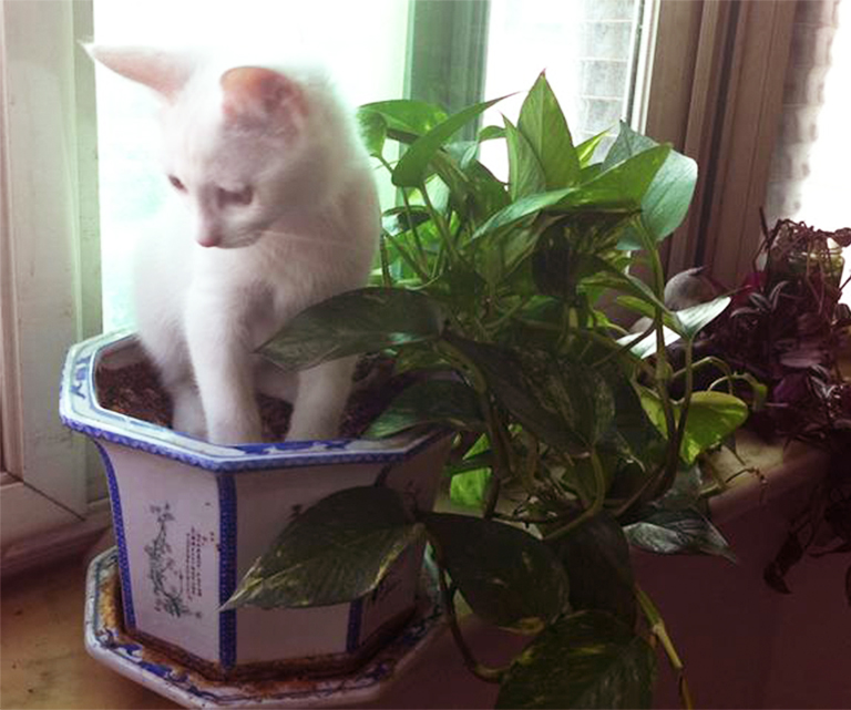 人工仿真樹廠家北京告訴你哪些室內植物對寵物有毒(上)