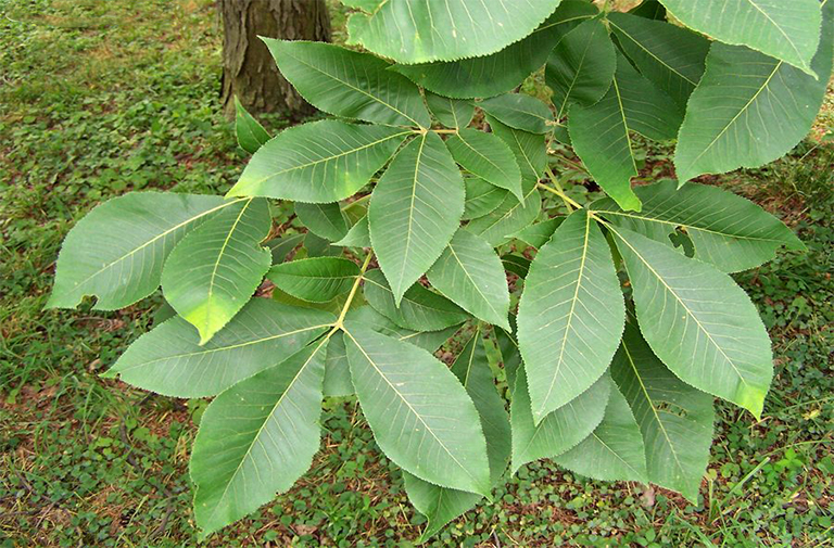 Shellbark山核桃.jpg Shellbark山核桃