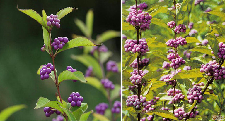 裸花紫珠.jpg 裸花紫珠