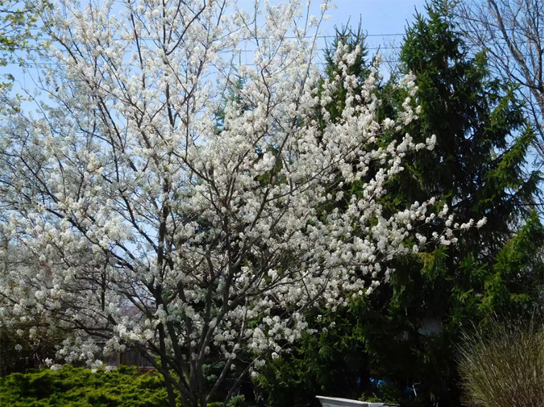 風景優美的環境中的Serviceberry